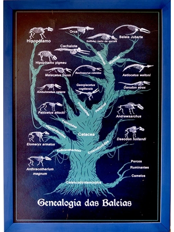 Quadro didático Genealogia das baleias